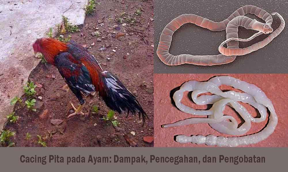 Makanan Penyebab Gigitan Ular pada Ayam: Penjelasan Lengkap